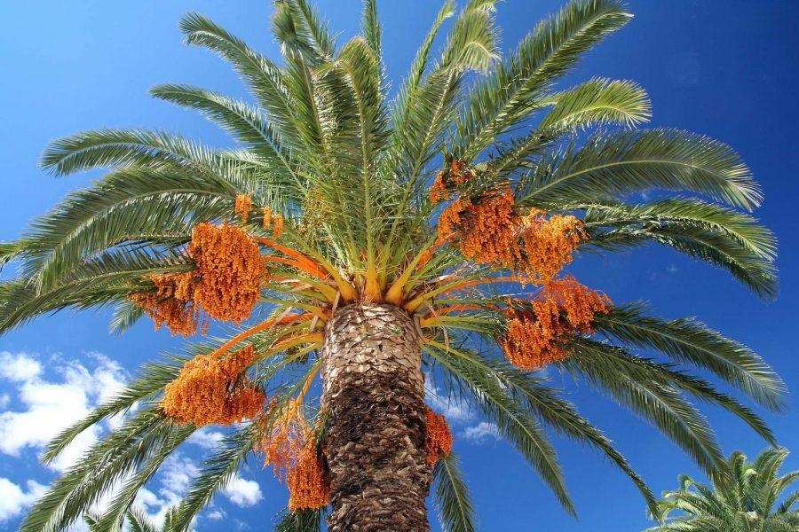Datça Palm Tree